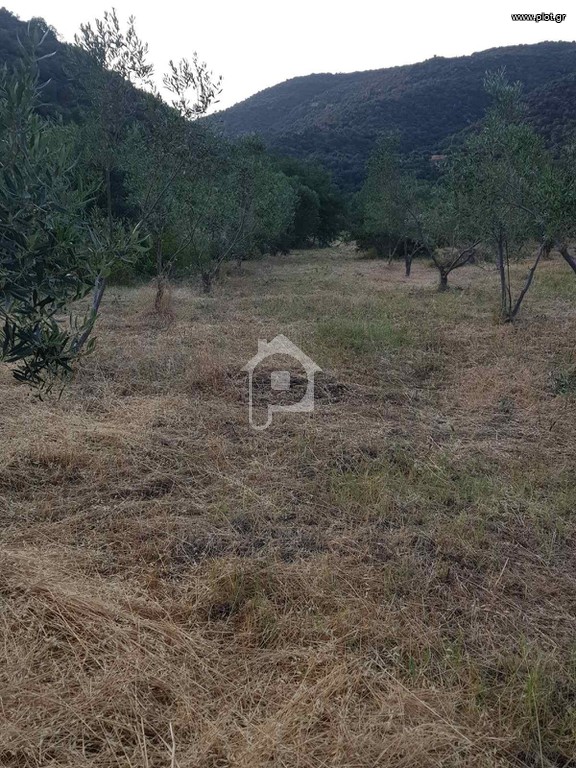 Αγροτεμάχια 4.817 τ.μ. προς πώληση, Συκιά Τορώνης