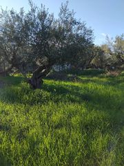 Οικόπεδο 1.079 τ.μ. για πώληση