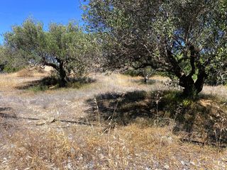 Αγροτεμάχια 4.048 τ.μ. για πώληση, Ν. Λασιθίου, Ιεράπετρα-thumb-19