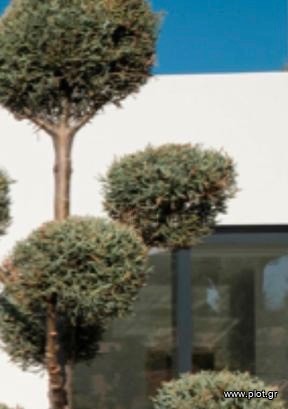 Μονοκατοικία 150 τ.μ. πρός ενοικίαση, Αττική - Υπόλοιπο, Ανάβυσσος
