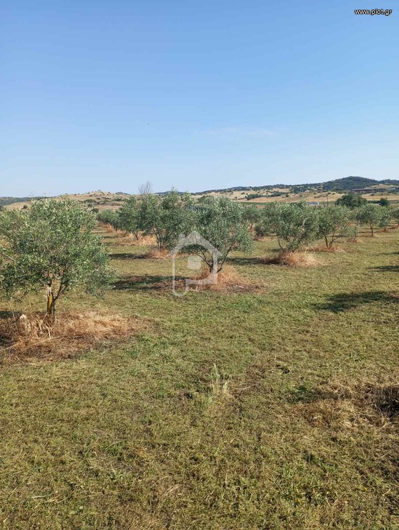 Αγροτεμάχια 6.000 τ.μ. προς πώληση, Σχολάρι