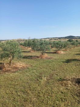 Αγροτεμάχια 6.000 τ.μ. προς πώληση
