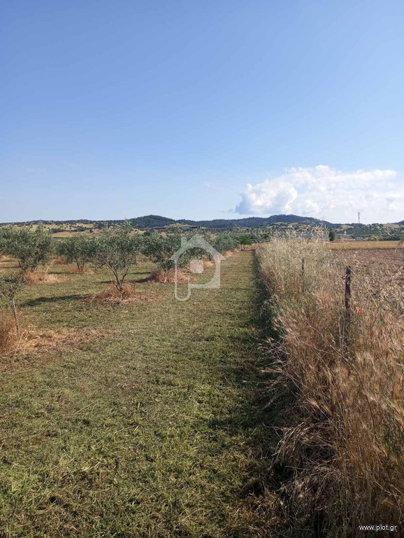 Αγροτεμάχια 6.000 τ.μ. προς πώληση, Σχολάρι