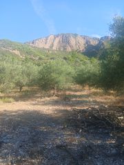 Αγροτεμάχια 12.000 τ.μ. για πώληση