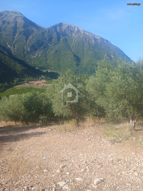 Αγροτεμάχια 12.000 τ.μ. προς πώληση, Άγιος Ιωάννης Αιγίου