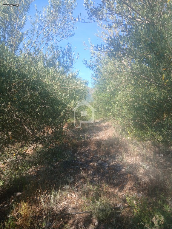 Αγροτεμάχια 12.000 τ.μ. προς πώληση, Άγιος Ιωάννης Αιγίου