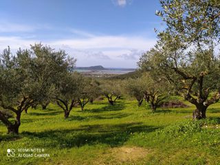 Αγροτεμάχια 20.000 τ.μ. για πώληση