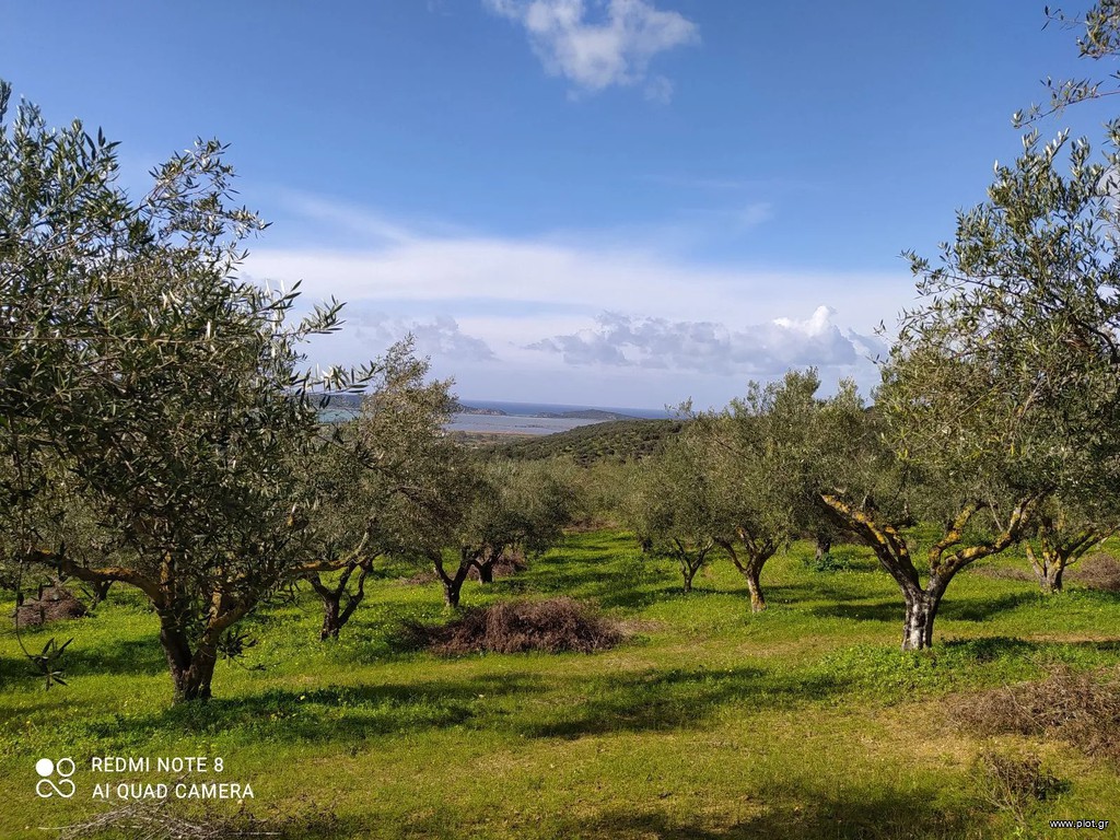 Αγροτεμάχια 20.000 τ.μ. πρός πώληση, Μεσσηνία, Πύλος