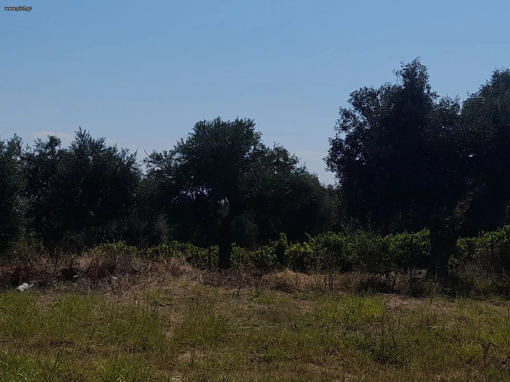 Οικόπεδο 2.550 τ.μ. πρός πώληση, Μεσσηνία, Κορώνη