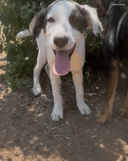 Pet sitter