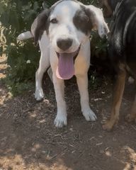 Pet sitter