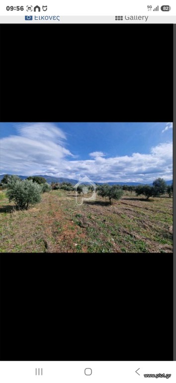 Αγροτεμάχια 14.000 τ.μ. πρός ενοικίαση, Αχαΐα, Φαρές