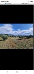 Αγροτεμάχια 14.000 τ.μ. για ενοικίαση, Αχαΐα, Φαρές-thumb-1