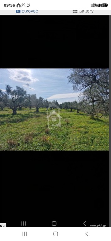 Αγροτεμάχια 14.000 τ.μ. πρός ενοικίαση, Αχαΐα, Φαρές