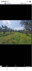 Αγροτεμάχια 14.000 τ.μ. για ενοικίαση, Αχαΐα, Φαρές-thumb-2