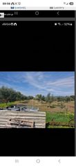 Αγροτεμάχια 14.000 τ.μ. για ενοικίαση, Αχαΐα, Φαρές-thumb-4