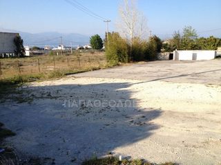 Αγροτεμάχια 7.300 τ.μ. για ενοικίαση