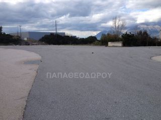 Αγροτεμάχια 7.300 τ.μ. για ενοικίαση, Αχαΐα, Ρίο-thumb-12
