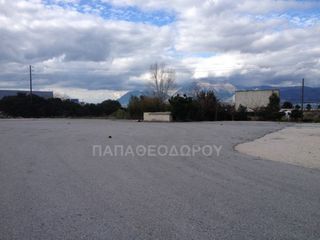 Αγροτεμάχια 7.300 τ.μ. για ενοικίαση, Αχαΐα, Ρίο-thumb-6