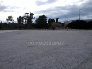 Αγροτεμάχια 7.300 τ.μ. για ενοικίαση, Αχαΐα, Ρίο-thumb-14