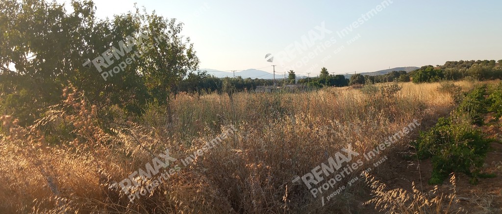 Αγροτεμάχια 709,77 τ.μ. προς πώληση, Πόρτο Ράφτη