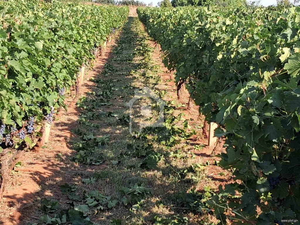 Αγροτεμάχια 15.000 τ.μ. προς πώληση, Κέδρος Μενελαΐδας
