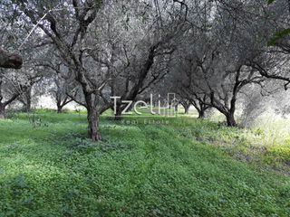 Αγροτεμάχια 26.000 τ.μ. για πώληση