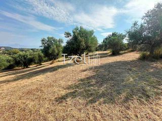 Αγροτεμάχια 10.786 τ.μ. για πώληση