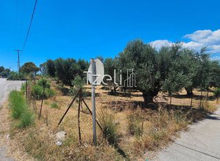 Οικόπεδο 4.300 τ.μ. για ενοικίαση, Αχαΐα, Ρίο-thumb-6
