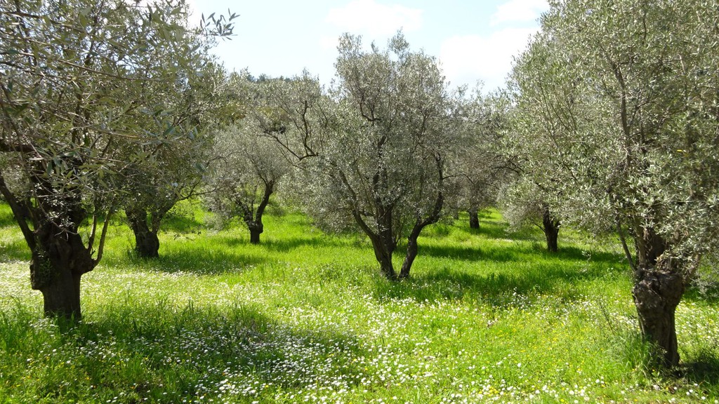 Οικόπεδο 5.732 τ.μ. πρός πώληση, Ν. Λέσβου, Λέσβος - Μυτιλήνη