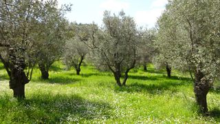 Οικόπεδο 5.732 τ.μ. για πώληση