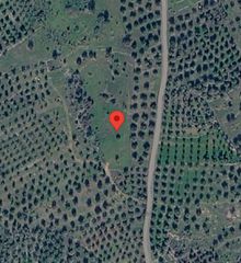 Αγροτεμάχια 6.657 τ.μ. για πώληση