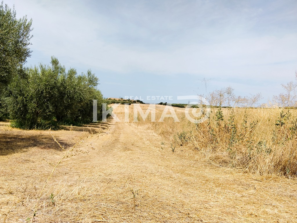 Αγροτεμάχια 10.000 τ.μ. προς πώληση, Άγιος Παντελεήμονας Μουδανιών