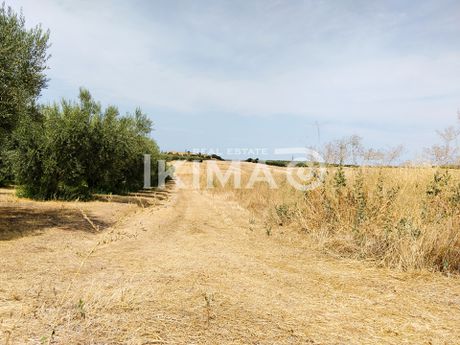 Αγροτεμάχια 10.000 τ.μ. προς πώληση