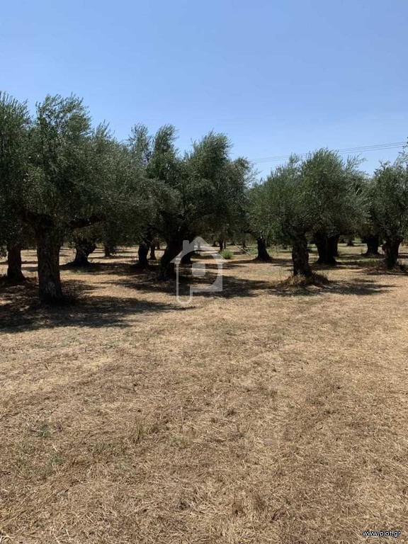 Αγροτεμάχια 7 τ.μ. για πώληση, Εύβοια, Ανθηδώνος