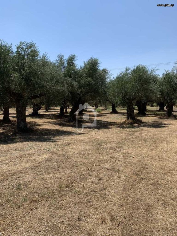 Αγροτεμάχια 2.500 τ.μ. για πώληση, Εύβοια, Ανθηδώνος