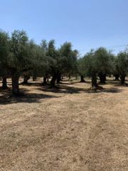Αγροτεμάχια 2.500 τ.μ. για πώληση