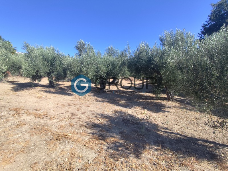Αγροτεμάχια 2.800 τ.μ. προς πώληση, Μάκρη Αλεξανδρούπολης
