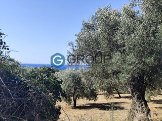 Αγροτεμάχια 2.800 τ.μ. για πώληση