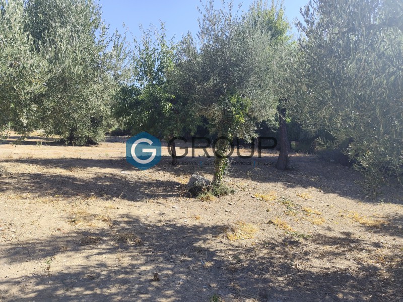 Αγροτεμάχια 2.800 τ.μ. προς πώληση, Μάκρη Αλεξανδρούπολης