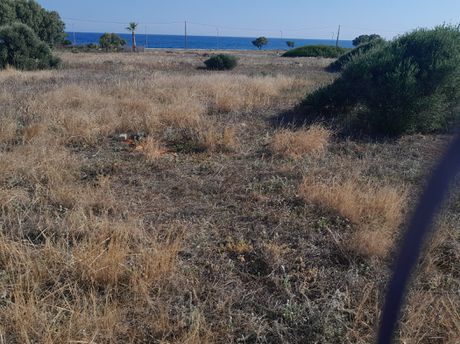 Αγροτεμάχια 729 τ.μ. προς ενοικίαση