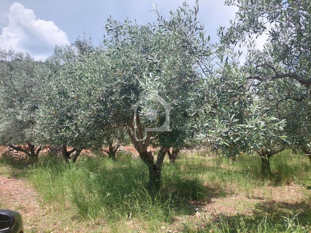 Αγροτεμάχια 5.302 τ.μ. πρός πώληση, Αιτωλοακαρνανία, Παραβόλα