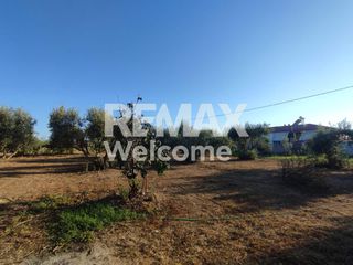 Αγροτεμάχια 7.200 τ.μ. προς πώληση, Ν. Πρέβεζας, Πρέβεζα-thumb-14