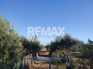 Αγροτεμάχια 7.200 τ.μ. προς πώληση, Ν. Πρέβεζας, Πρέβεζα-thumb-24