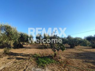 Αγροτεμάχια 7.200 τ.μ. προς πώληση, Ν. Πρέβεζας, Πρέβεζα-thumb-16