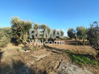 Αγροτεμάχια 7.200 τ.μ. προς πώληση, Ν. Πρέβεζας, Πρέβεζα-thumb-15