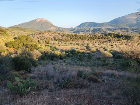Αγροτεμάχια 20.000 τ.μ. πρός πώληση