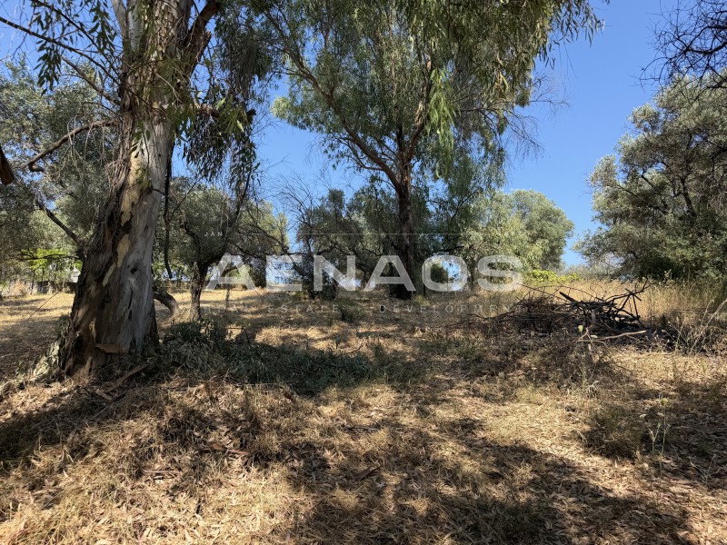Οικόπεδο 425 τ.μ. πρός πώληση, Χαλκιδική, Σιθωνία