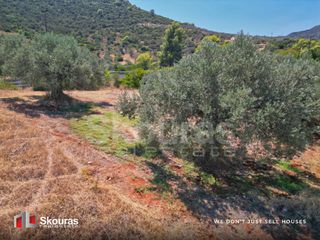 Αγροτεμάχια 5.464 τ.μ. προς πώληση, Ασκληπιείο-thumb-5