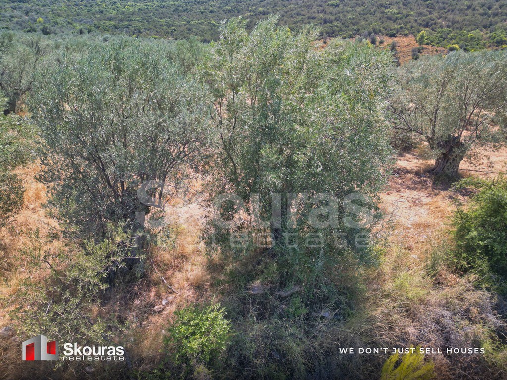 Αγροτεμάχια 5.464 τ.μ. προς πώληση, Ασκληπιείο